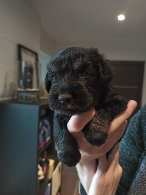 CHIOT (collier bleu)