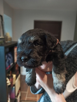 CHIOT (collier violet)
